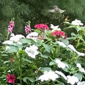 Meet your Posher, Holly